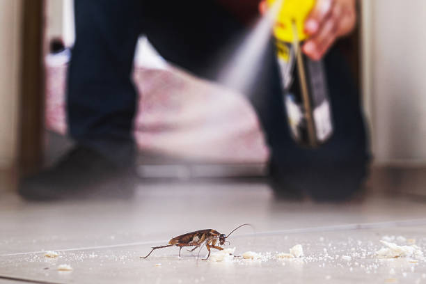 Best Spider Control Near Me  in Delavan, WI