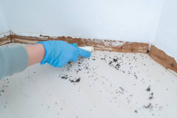 Best Termite Control Services  in Delavan, WI
